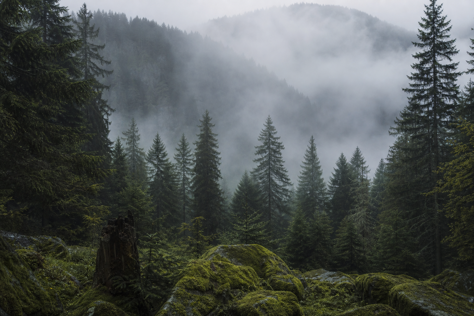Dichte Tannenwälder und Nebeltäler im Schwarzwald
